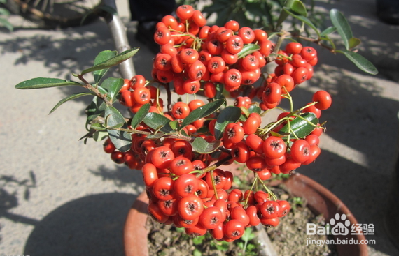 哪些植物可以减轻装修污染