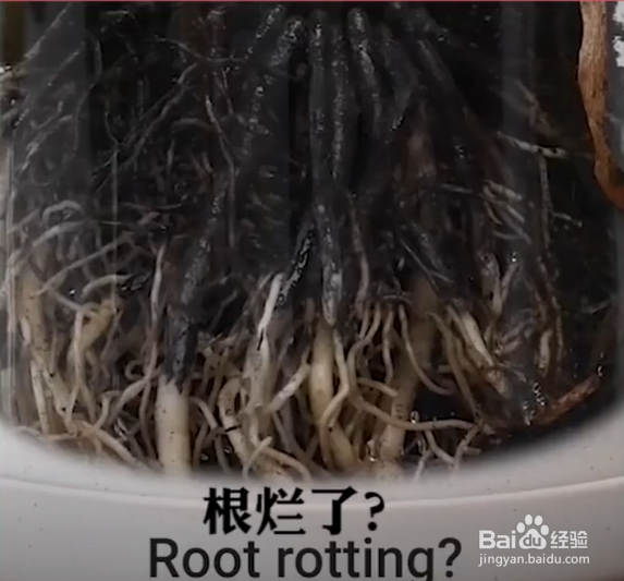 生活中种植花草的妙招