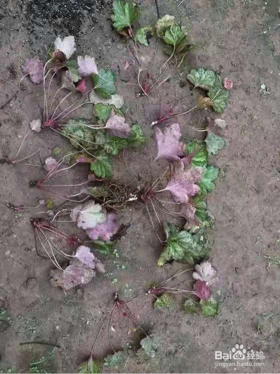 1种叶子五颜六色，耐阴耐冻，养一盆太美了 ￼