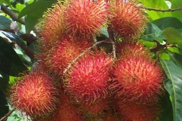 食用红毛丹的好处及注意事项