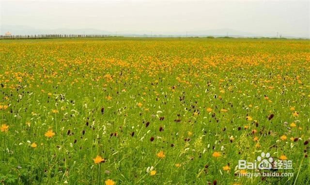 五花草甸风景区旅游怎么样