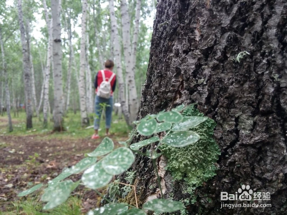 最美草原自由行