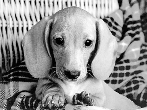 狗狗大便带血的治疗经验