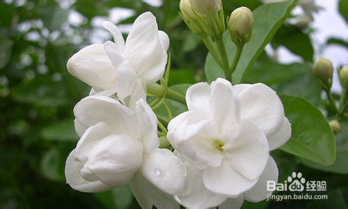 一般肥胖者可以这样做葛根茉莉花减肥