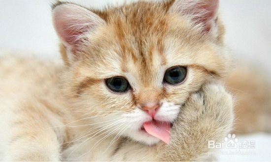 不拉稀不呕吐排毛膏：猫呕吐腹泻掉毛的应对措施