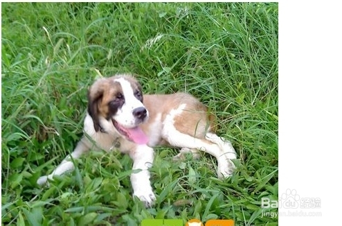 圣伯纳犬咬人吗？圣伯纳犬咬人怎么办？