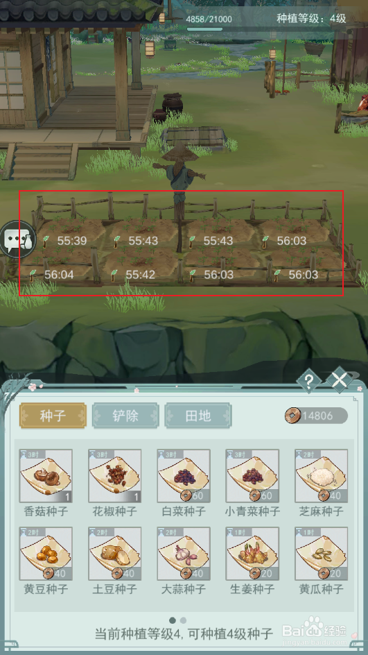 白露种植什么蔬菜最好