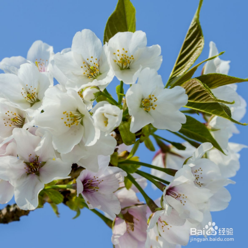大岛樱的培育方法和注意事项