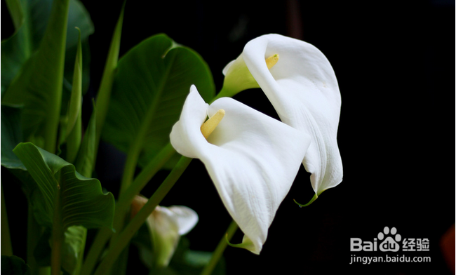 不能放于室内的植物有哪些?