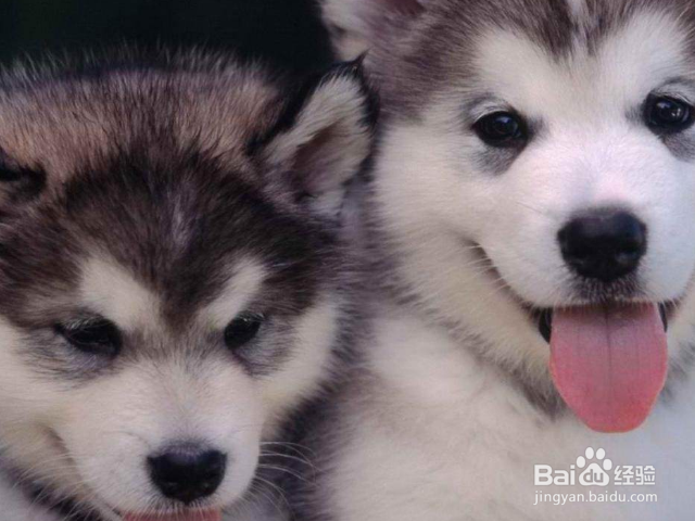 给你狗狗洗澡的美容师合格吗?