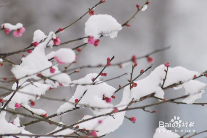 下雪天外出赏雪的注意事项