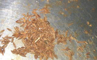 孜然香酥小黄豆