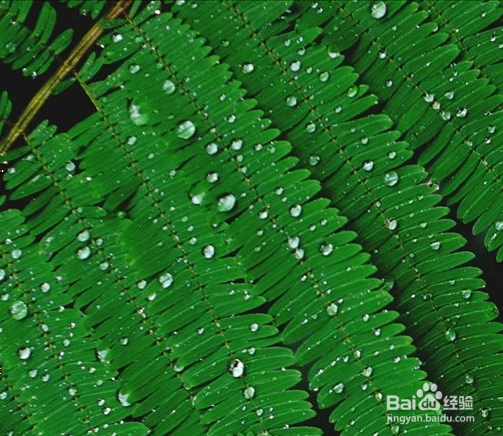 小鸟壁纸怎么隐藏拉一拉挂件