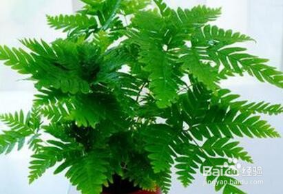 金毛蕨类植物怎么养