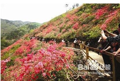 国内杜鹃花观赏地推荐