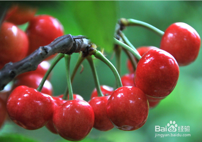 樱桃要怎样吃