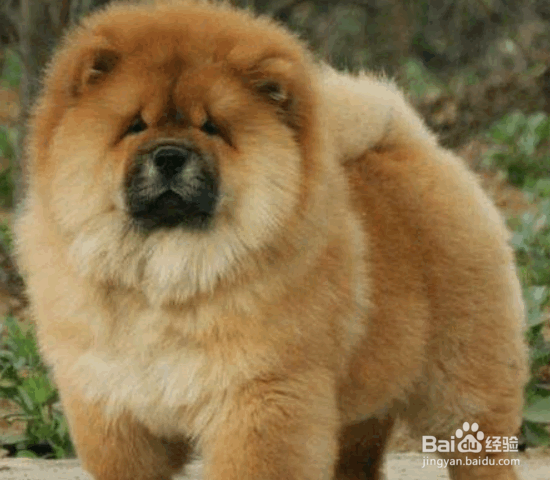 选购松狮犬的8个要点