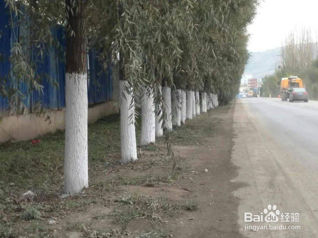 冬天树干刷白灰起什么作用