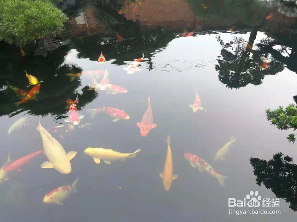 关于GMF的生物膜离子的分离技术