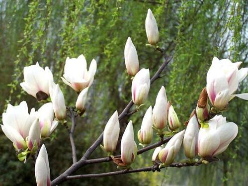 北京探百年玉兰赏花攻略