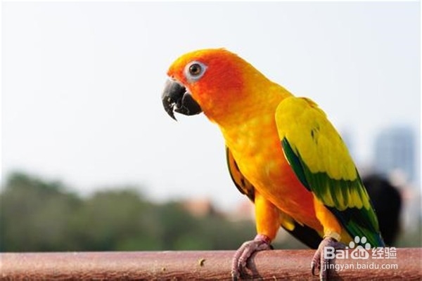 如何训练鹦鹉