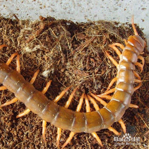 花盆里有蜈蚣怎么去除