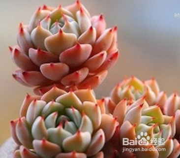 多肉植物该怎么养护