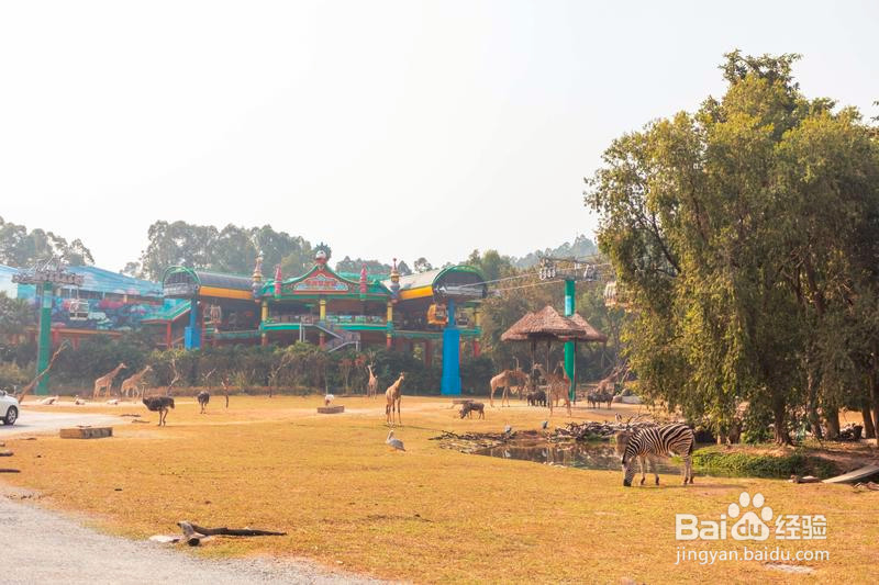 广州长隆野生动物世界攻略2