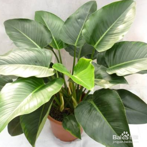 为什么家里养的金钻叶子外卷了？