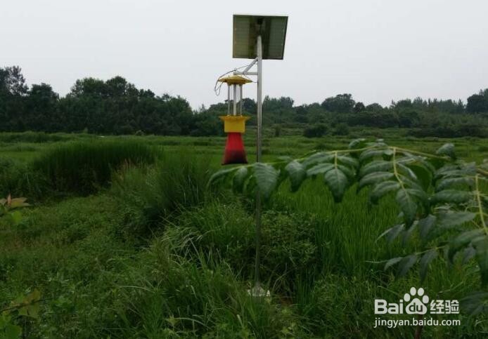 如何在现代农业中普及使用太阳能频振式杀虫灯?