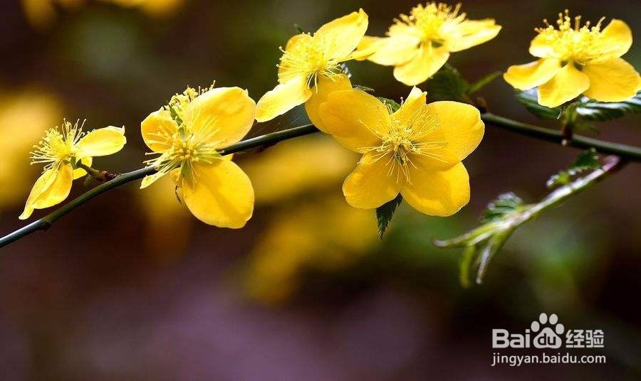 这个季节可以看到什么花？