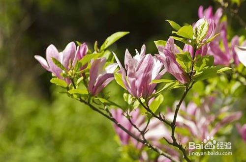 木兰的养殖方法和注意事项