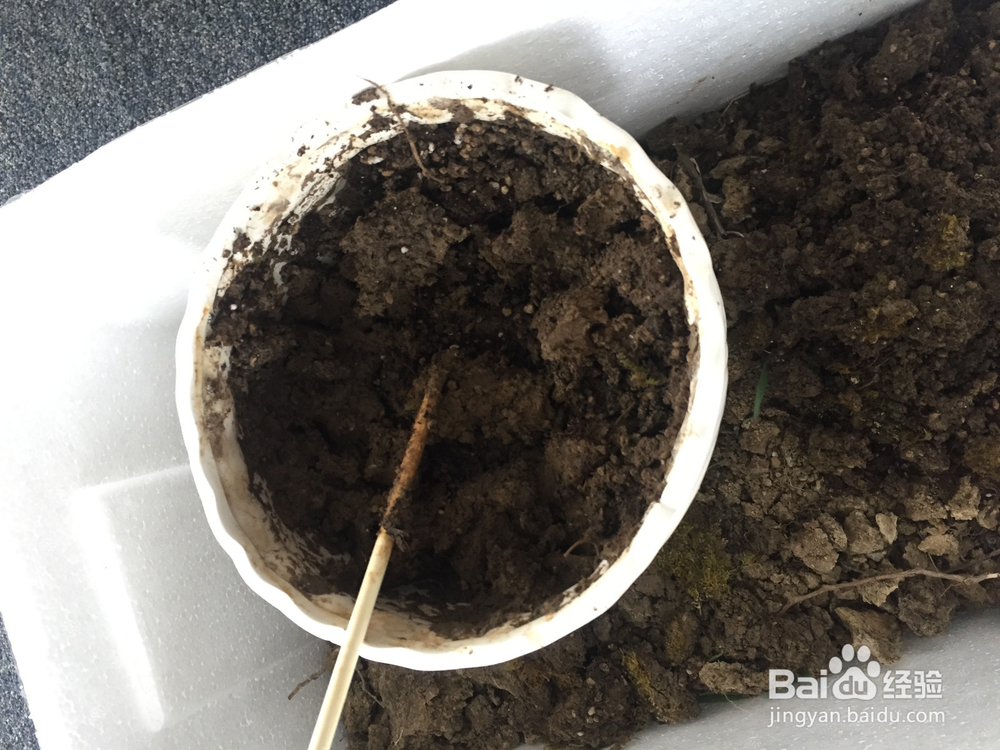 兰花分植的方法