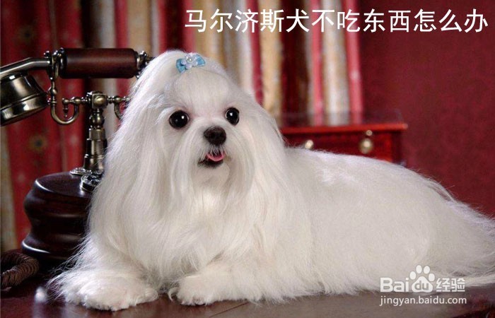 <b>马尔济斯犬不吃东西怎么办</b>