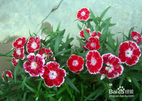 石竹的种植方法和注意事项