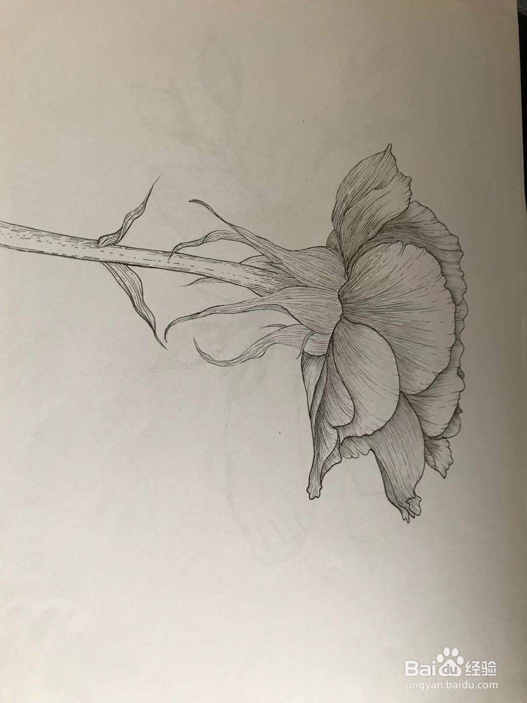 两朵玫瑰花绘画教程