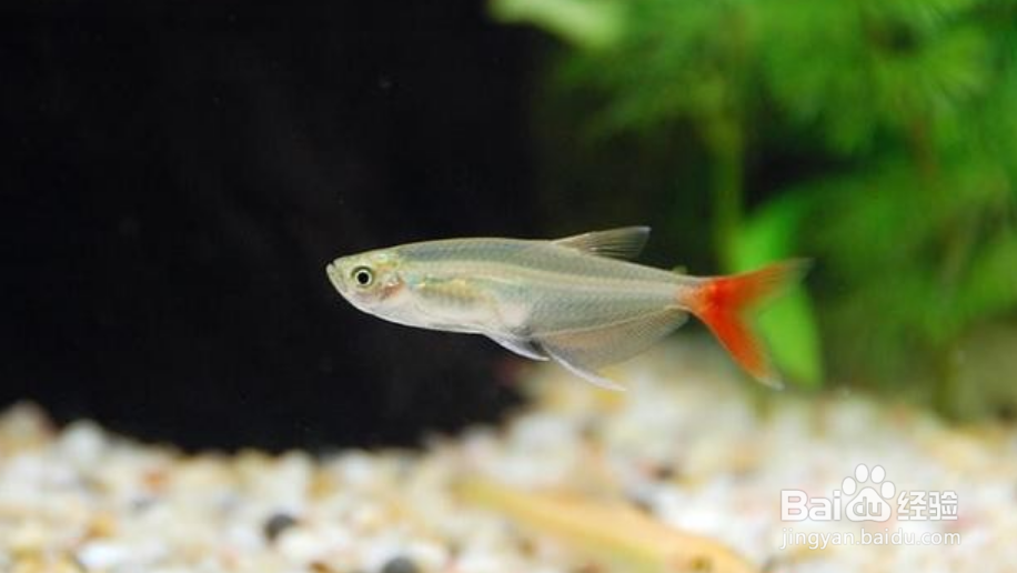 鱼如何在水中沉浮