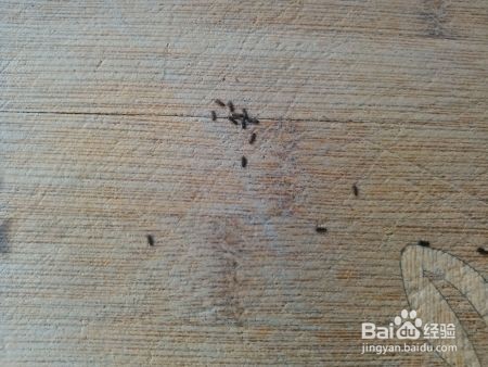 木蠹虫怎么灭