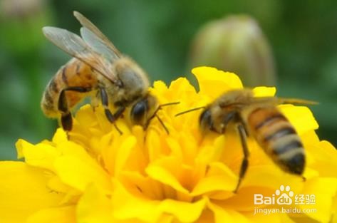 被蜂子蛰了怎么消肿