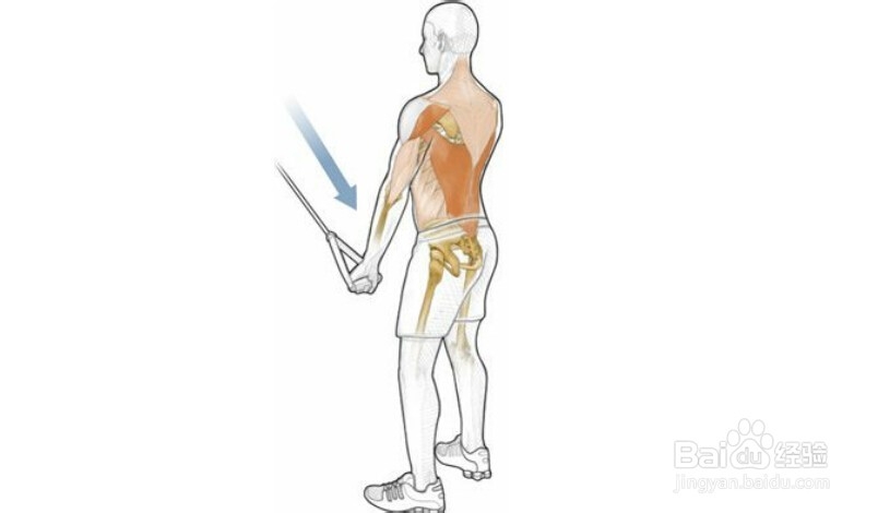 高尔夫球训练：[21]相关肌肉图解21