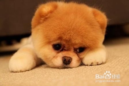 夫妻吵架怎么办？之强者投降