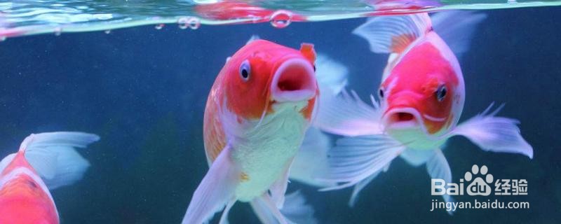 锦鲤的品种图解