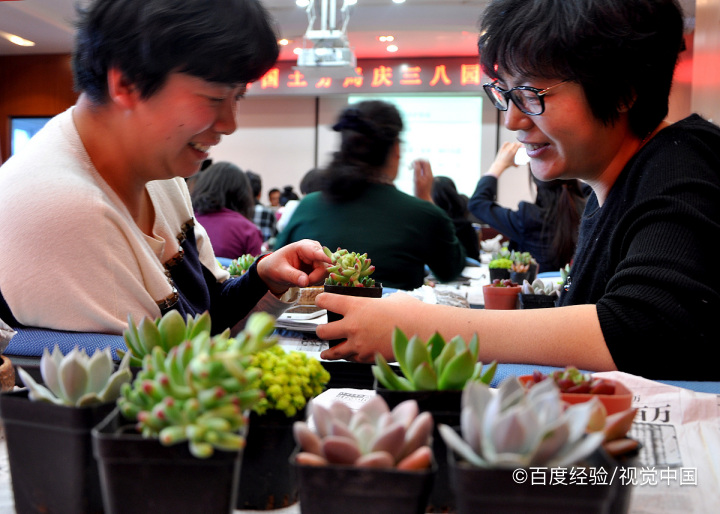 多肉发芽后小苗怎么养