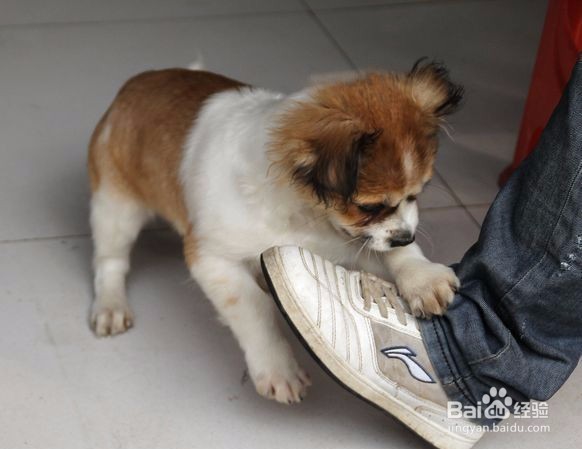 如何让宠物健康成长