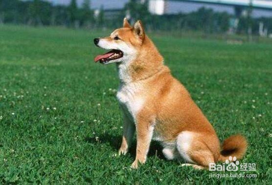 最有效的训狗方法