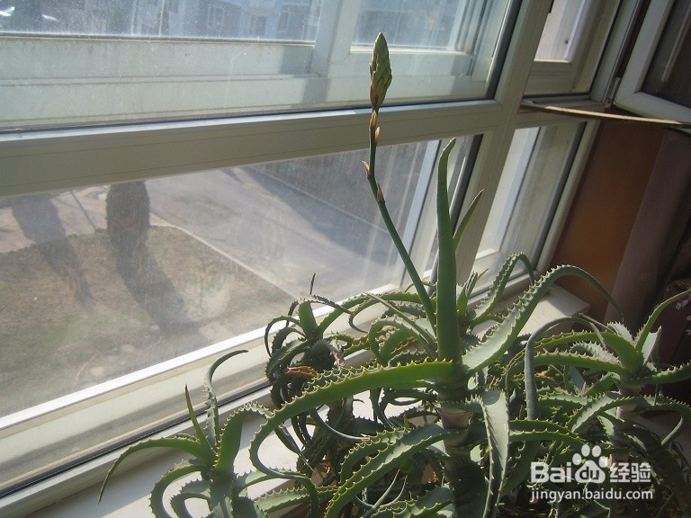 #首晒#怎样用数码相机拍芦荟开花