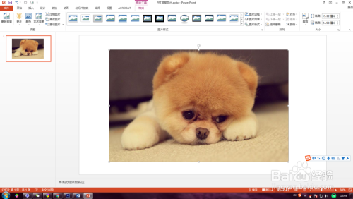 PPT如何将图片进行局部显示呢?ppt裁剪工具?