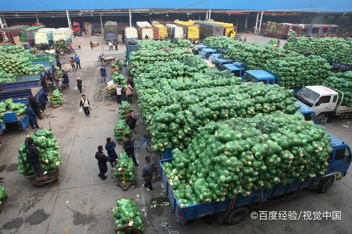 哺乳期能吃卷心菜吗