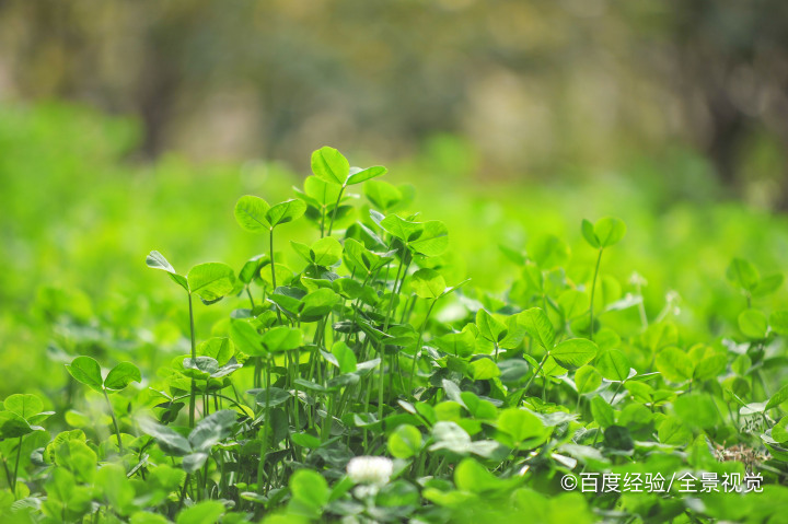 哺乳期能吃金花菜吗