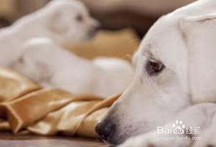 狗狗下崽后怎么照顾